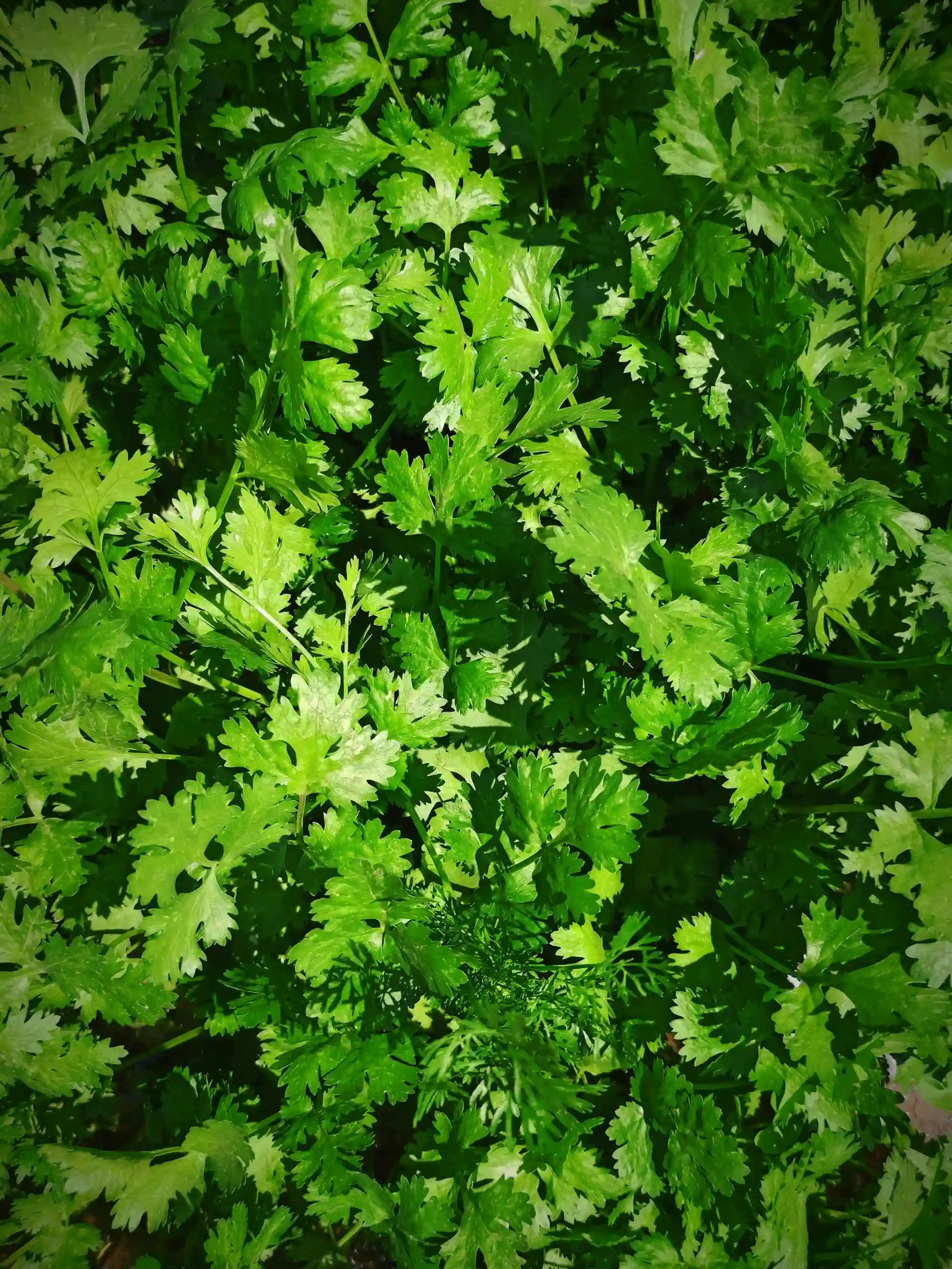 Кориандър